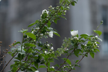 mock orange blossoms growing in a shady area of the garden