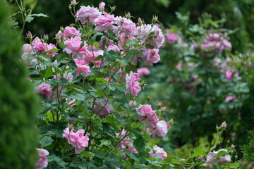 pink roses in the garden