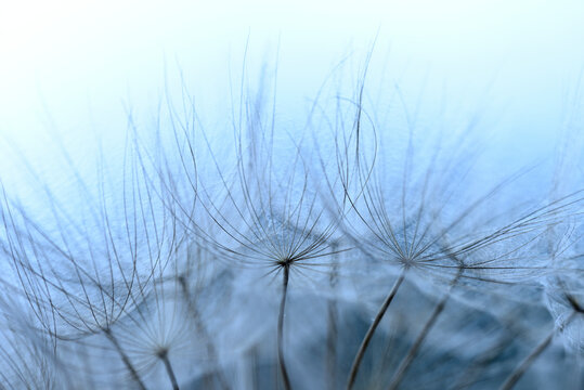 Winged seeds of dandelion head plant © alessandrozocc