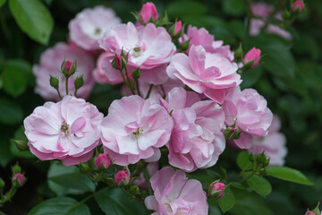 pink roses in the garden