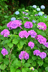 あじさい　神奈川県葉山の風景
