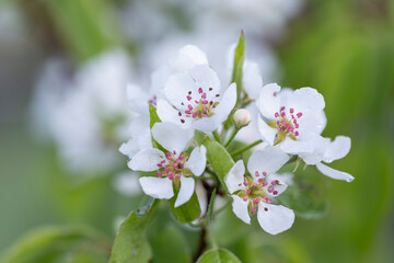 Branches of European pear (Pyrus communis) in bloom on a beautiful bokeh background. European pear (Pyrus communis) flowers close up, with beautiful bokeh background.