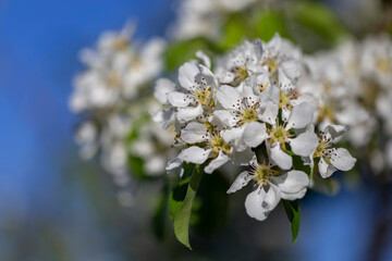 Branches of European pear (Pyrus communis) in bloom on a beautiful bokeh background. European pear (Pyrus communis) flowers close up, with beautiful bokeh background.