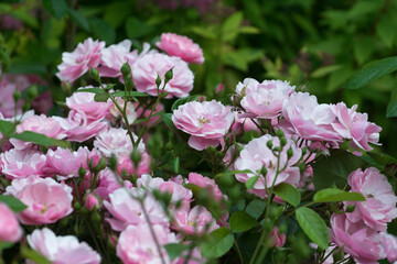 Fototapeta premium pink roses in the garden