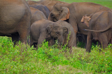 Fototapeta premium Wild Baby Elephant in Herd at Kaudulla national park in Sri Lanka