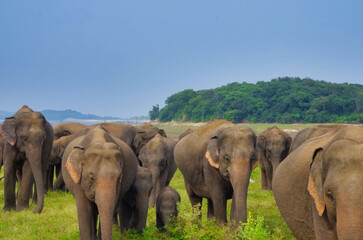 Wild Elephant Herd in Sri Lanka