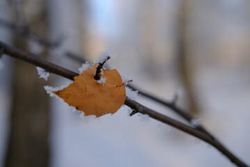 branch of an tree in autumn