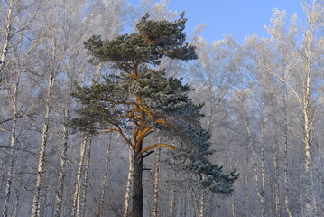 trees in winter