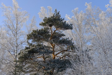 pine tree in winter