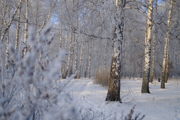 trees in the snow