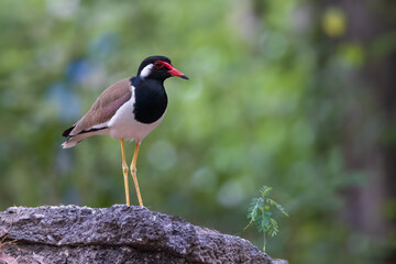 beautiful red-wattled lapwing (Vanellus indicus)
