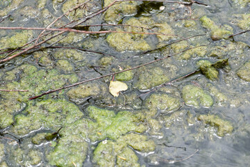 algae or scum in a lake