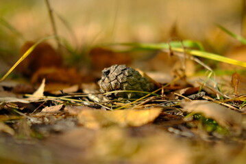 mushrooms in the grass