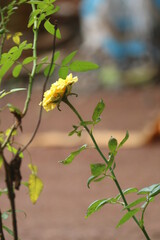 yellow flowers on a tree