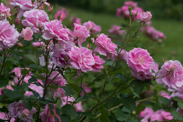Fototapeta premium pink roses in the garden