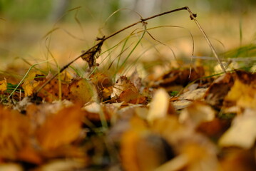 autumn leaves in the grass
