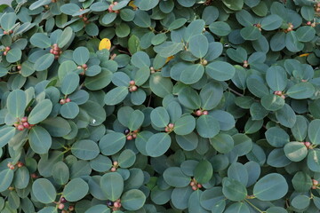The bush