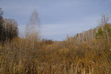 autumn in the forest