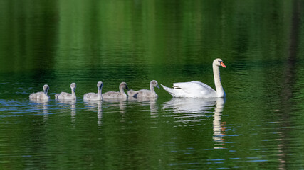 Naklejka premium White mother swan swimming with cygnets 