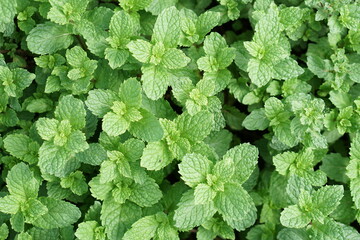 Kitchen mint background, marsh mint or melissa officinalis trees 