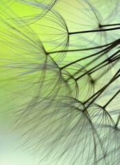 Winged seeds of dandelion head plant