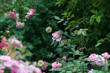 pink roses in the garden