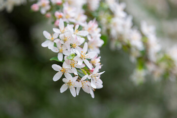 Mass flowering of ornamental apple trees in the park. Siberian crab apple, Manchurian crab apple or Chinese crab apple, Malus Baccata in blossom. White flowers growing on blooming tree in park. 
