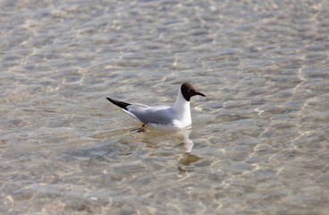 Fototapeta premium Seagulls on the beach sea at bright sunny day