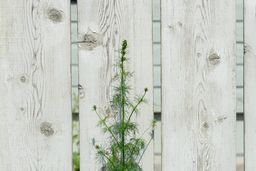 old wooden fence with weed flower
