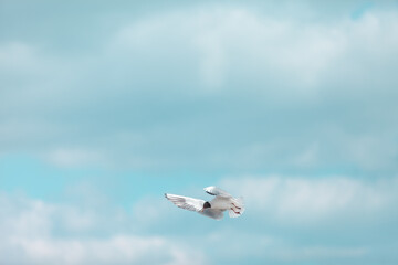 Fototapeta na wymiar Flying seagull in the sky close up