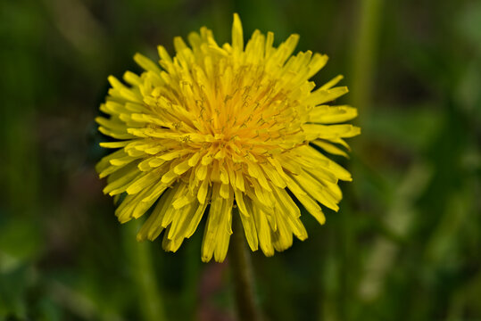 dandelion is a widespread garden weed and medicinal plant