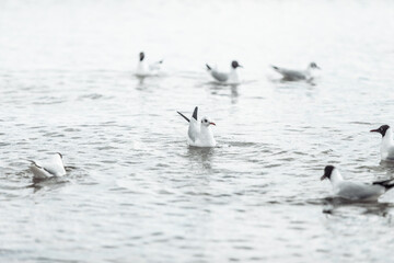 Seagulls on the beach sea at bright sunny day