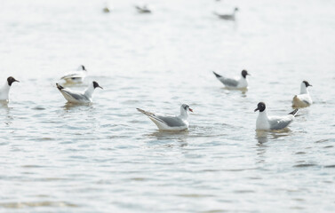 Fototapeta premium Seagulls on the beach sea at bright sunny day