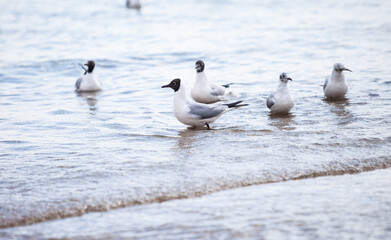 Seagulls on the beach sea at bright sunny day