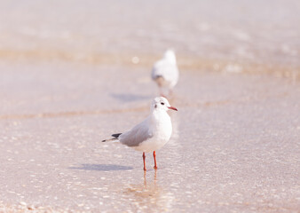 Seagulls on the beach sea at bright sunny day