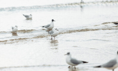 Seagulls on the beach sea at bright sunny day