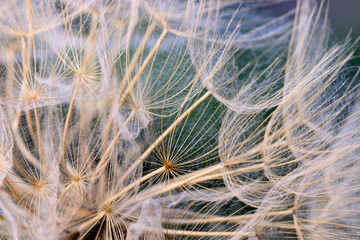 Winged seeds of dandelion head plant