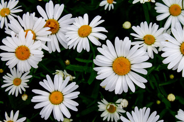 Wild chamomile. White Daisy flowers. Selective focus. Rustic summer background