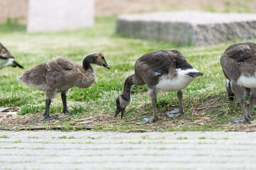 canada goose goslings in various stages of development eating grass by a pathway