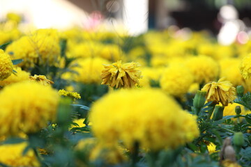 The beautiful flowers