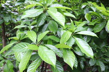 Baccaurea motleyana Tree Farm For Harvest