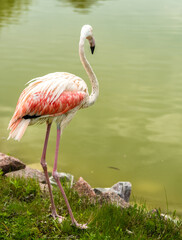 Pink flamingo close-up in Ukraine zoo