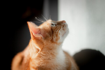 close up. brown tabby cat with green eyes looks up. profile view