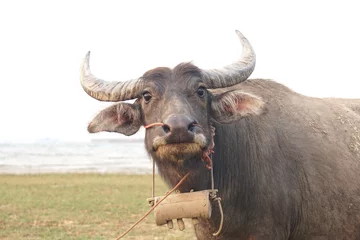 Zelfklevend Fotobehang Buffel Thai buffalo farming in the field  