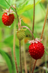 Wild strawberry