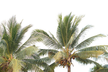 Fototapeta na wymiar coconut leaves on a white background 