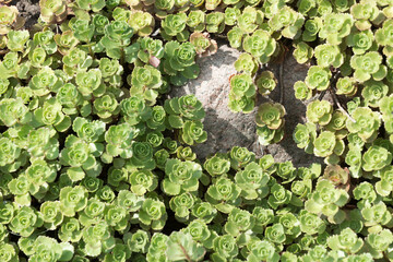 spreading plant and stone