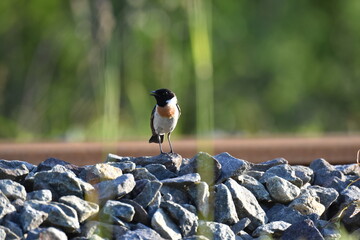 北海道の夏の草原、線路上で囀るノビタキの雄