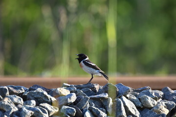 北海道の夏の草原、線路上で囀るノビタキの雄