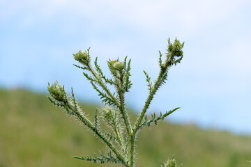 thistle against blue sky